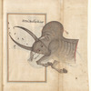 Taurus (Saur) as seen in the heavens. The mirror image of f. 85r