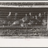 Turkeys in pen. Poultry Cooperative, Brownwood, Texas