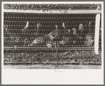 Turkeys in pen. Poultry Cooperative, Brownwood, Texas