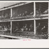 Turkeys in pen. Poultry Cooperative, Brownwood, Texas