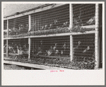 Turkeys in pen. Poultry Cooperative, Brownwood, Texas