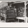 Unloading turkeys at poultry cooperative, Brownwood, Texas
