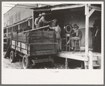 Unloading turkeys at poultry cooperative, Brownwood, Texas
