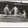Unloading turkeys at Poultry Cooperative, Brownwood, Texas
