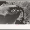 Identification tag on cow, stockyards, San Angelo, Texas