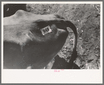 Identification tag on cow, stockyards, San Angelo, Texas