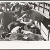 Placing identification tags on steers to be auctioned at stockyards, San Angelo, Texas