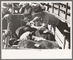 Placing identification tags on steers to be auctioned at stockyards, San Angelo, Texas