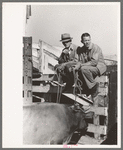 Stockmen sitting on fence at stockyard, San Angelo, Texas