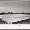 Large frame garden on truck farm near San Angelo, Texas (in Tom Green County). Vegetables are grown almost the year round in this section by means of these frame gardens despite freezing weather