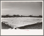 Large frame garden on truck farm near San Angelo, Texas (in Tom Green County). Vegetables are grown almost the year round in this section by means of these frame gardens despite freezing weather