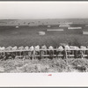 Mass feeding of cows, dairy, Tom Green County, near San Angelo, Texas