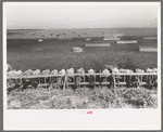 Mass feeding of cows, dairy, Tom Green County, near San Angelo, Texas