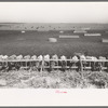 Mass feeding of cows, dairy, Tom Green County, near San Angelo, Texas