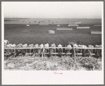 Mass feeding of cows, dairy, Tom Green County, near San Angelo, Texas