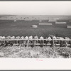Mass feeding of cows, dairy, Tom Green County, near San Angelo, Texas