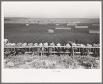 Mass feeding of cows, dairy, Tom Green County, near San Angelo, Texas