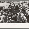 Checking in a truckload of cattle at stockyards. San Angelo, Texas