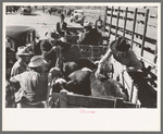 Checking in a truckload of cattle at stockyards. San Angelo, Texas