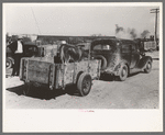 Cattle to be sold at stockyards auction are brought in by trailer. San Angelo, Texas