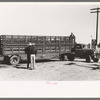 Large truck trailer filled with cattle to be sold at stockyards auction. San Angelo, Texas