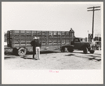 Large truck trailer filled with cattle to be sold at stockyards auction. San Angelo, Texas