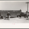 Large truck trailer filled with cattle to be sold at stockyards auction. San Angelo, Texas