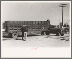 Large truck trailer filled with cattle to be sold at stockyards auction. San Angelo, Texas