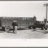 Large truck trailer filled with cattle to be sold at stockyards auction. San Angelo, Texas