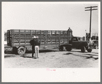 Large truck trailer filled with cattle to be sold at stockyards auction. San Angelo, Texas