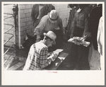 Checking in cattle to be sold at auction stockyards, San Angelo, Texas