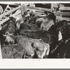 Cattle which will be sold at auction in pens at stockyards, San Angelo, Texas