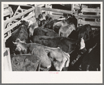 Cattle which will be sold at auction in pens at stockyards, San Angelo, Texas