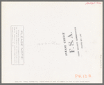 Cattle which will be sold at auction in pens at stockyards, San Angelo, Texas