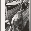 Unloading cow from trailer at stockyards. San Angelo, Texas