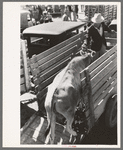 Unloading cow from trailer at stockyards. San Angelo, Texas