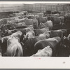 Jersey cows at dairy, Tom Green County, near San Angelo, Texas