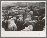 Jersey cows at dairy, Tom Green County, near San Angelo, Texas