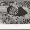 Basketfull of pecans, San Angelo, Texas