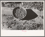Basketfull of pecans, San Angelo, Texas
