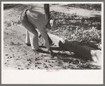 Picking up pecans from ground, San Angelo, Texas