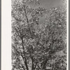 Knocking pecans out of tree. San Angelo, Texas