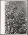 Knocking pecans out of tree. San Angelo, Texas