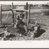 Mesquite stump being grubbed out on land which will be used for truck farming. Tom Green County, near San Angelo, Texas