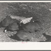 Guinea hens on farm of Pomp Hall, Negro tenant farmer, Creek County, Oklahoma. See general caption number 23