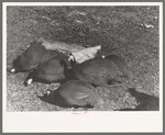 Guinea hens on farm of Pomp Hall, Negro tenant farmer, Creek County, Oklahoma. See general caption number 23