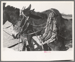 Harnessed mules of Pomp Hall, Negro tenant farmer, Creek County, Oklahoma. See general caption number 23