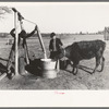 Sons of Pomp Hall, Negro tenant farmer, watering a calf on the farm, Creek County, Oklahoma, See general caption number 23