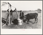 Sons of Pomp Hall, Negro tenant farmer, watering a calf on the farm, Creek County, Oklahoma, See general caption number 23