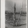 Detail of fence and gate, Laredo, Texas
